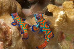 Palau Scuba Diving Holiday. Mandarinfish.